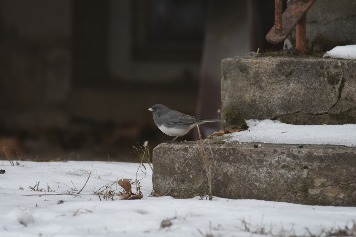 Dark-eyed Junco - ML631141932