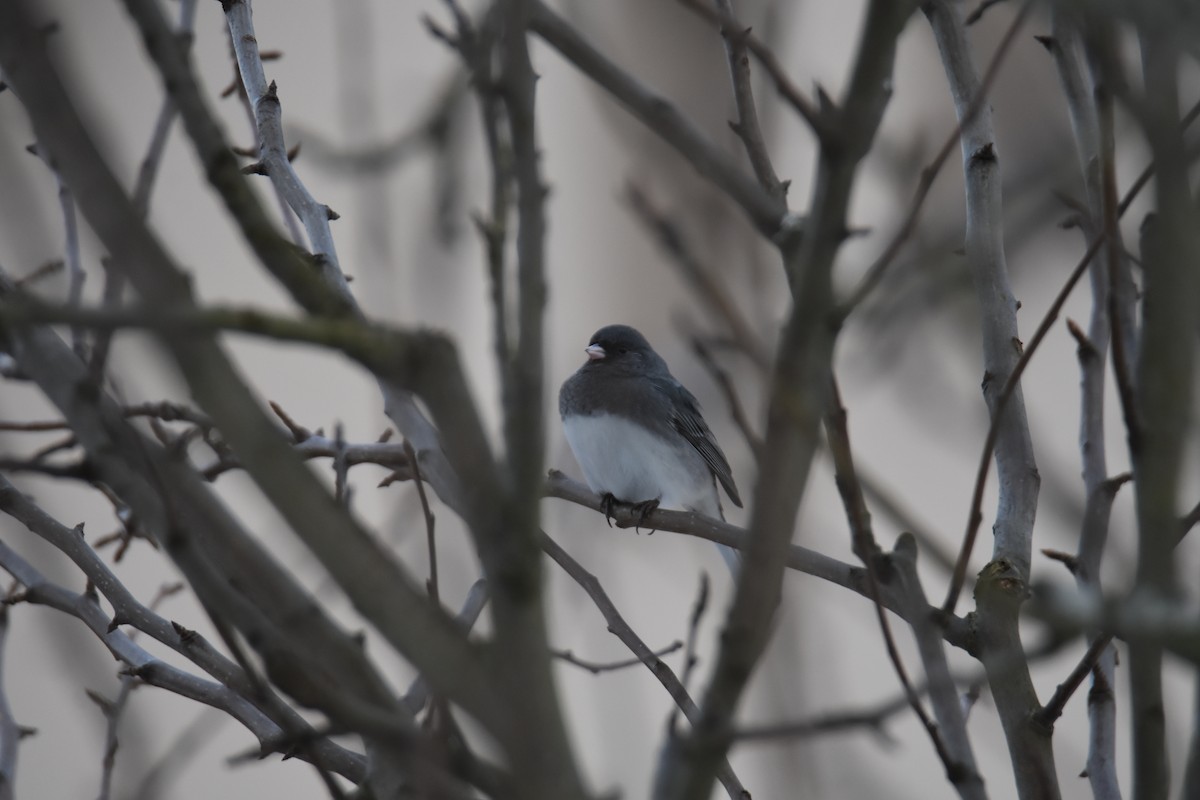Dark-eyed Junco - ML631141933