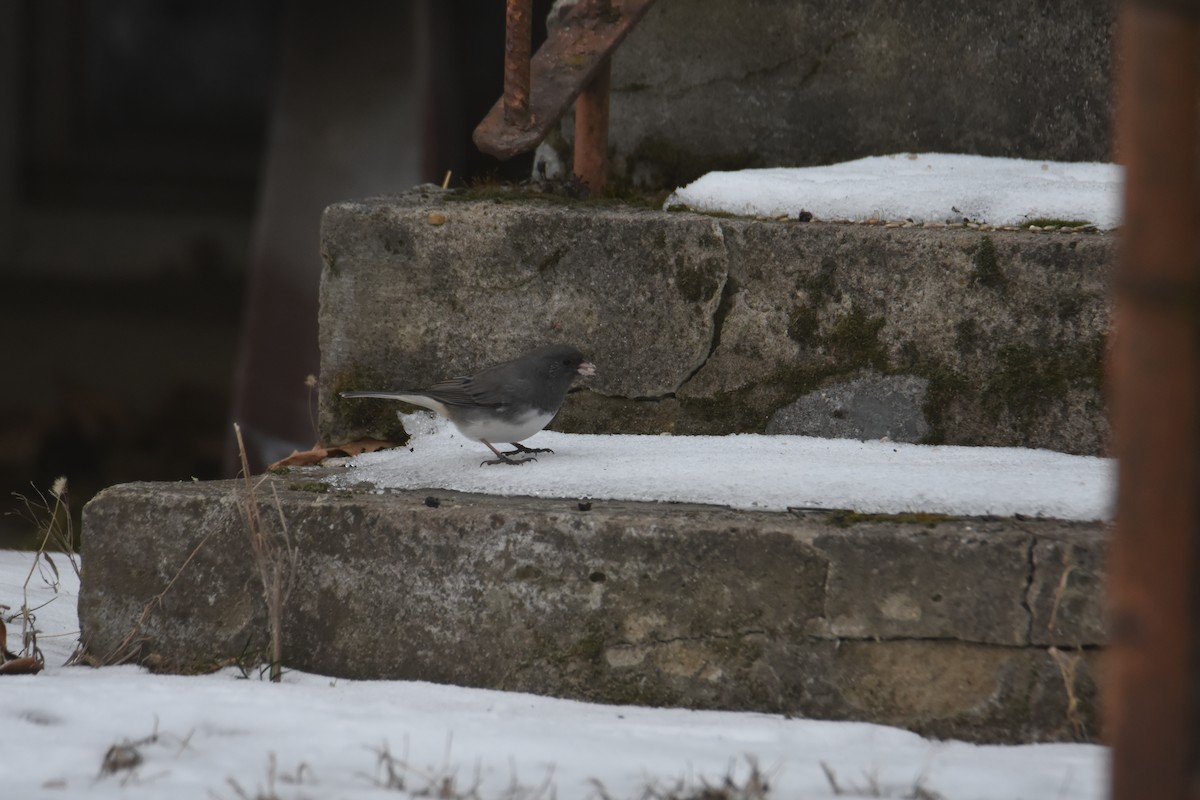 Dark-eyed Junco - ML631141934