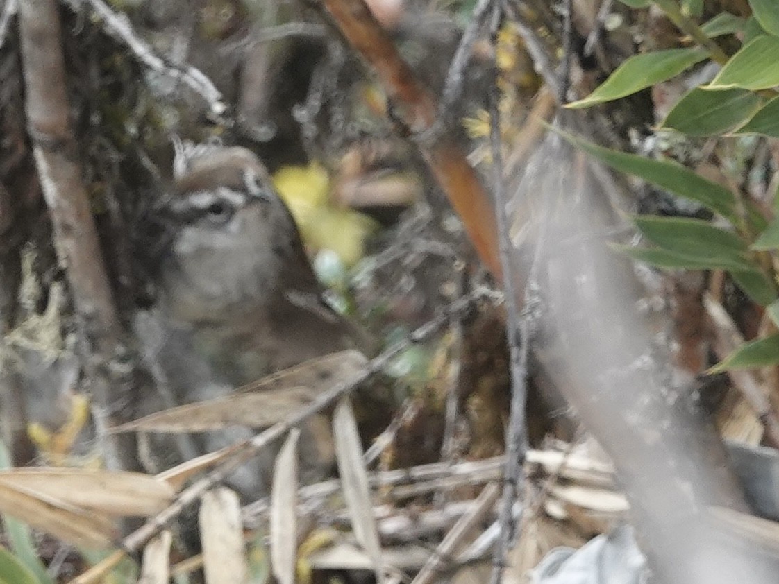 Timberline Wren - ML631141999