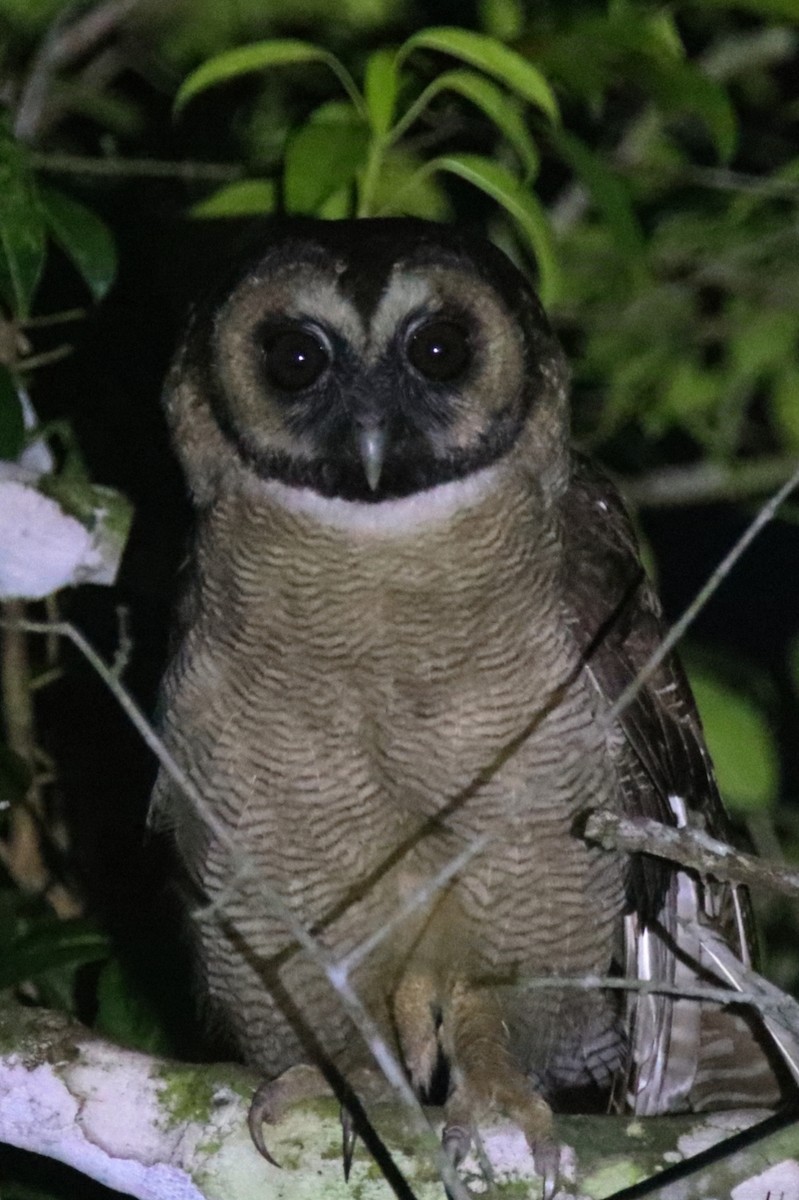 Brown Wood-Owl - ML631142005