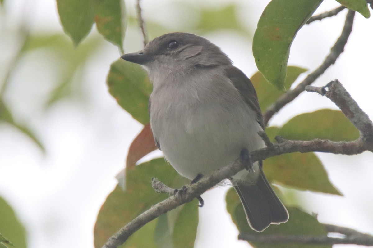 Mangrove Whistler - ML631142018