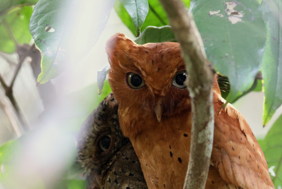 Sokoke Scops-Owl - ML631142344