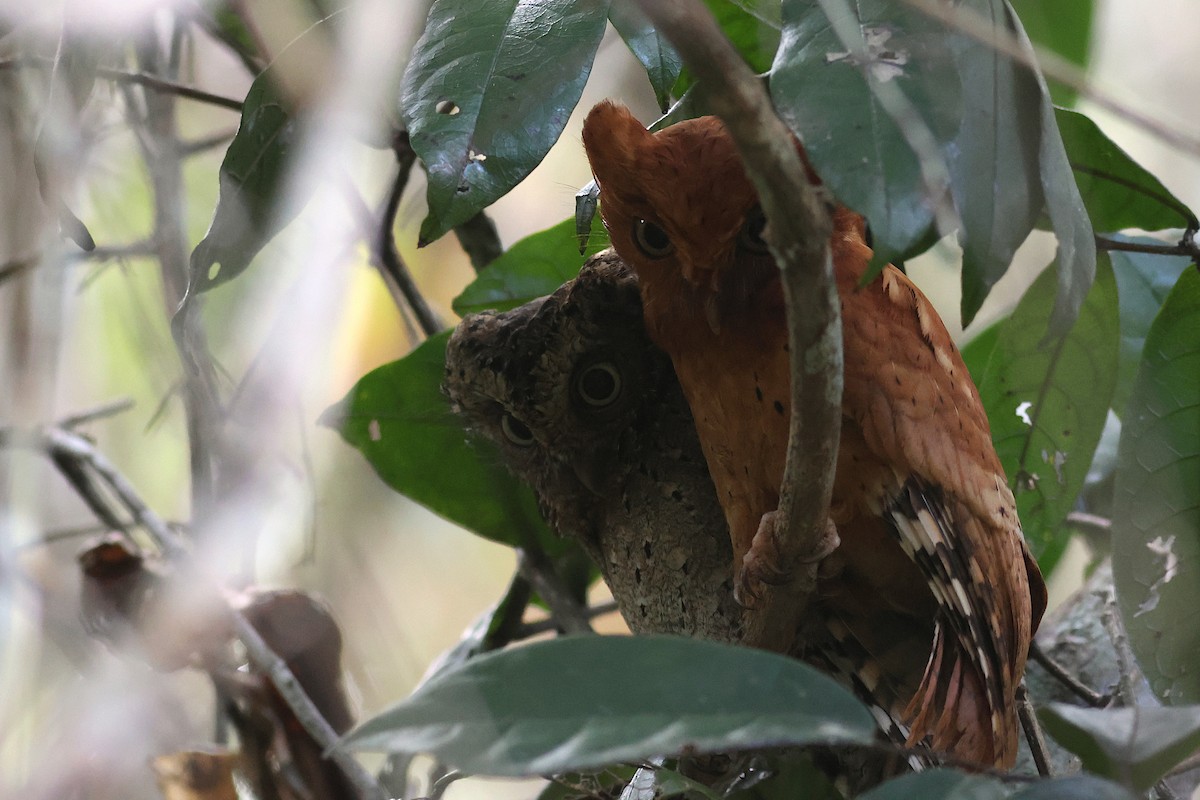 Sokoke Scops-Owl - ML631142345
