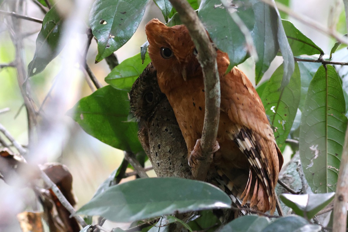 Sokoke Scops-Owl - ML631142346