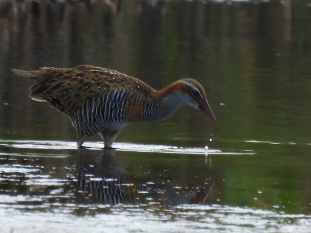 Buff-banded Rail - ML631142409