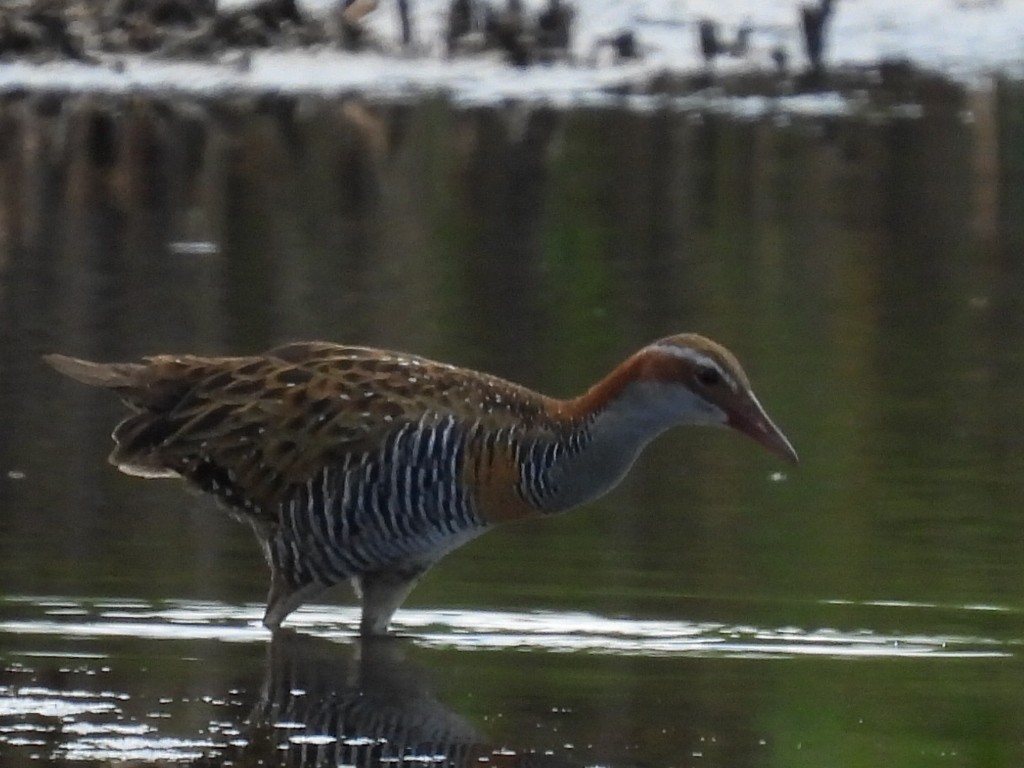 Buff-banded Rail - ML631142410