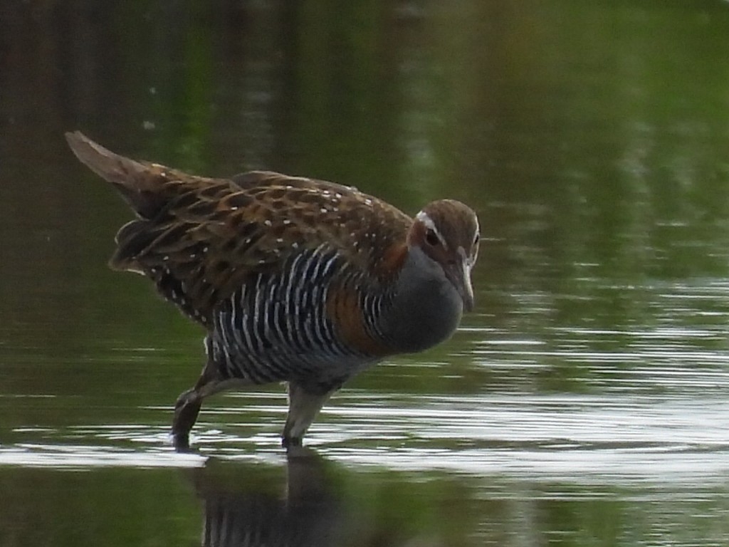 Buff-banded Rail - ML631142411