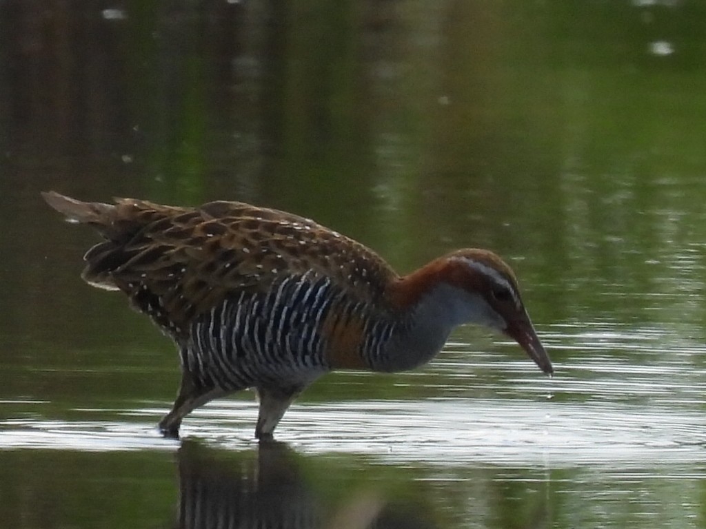 Buff-banded Rail - ML631142412