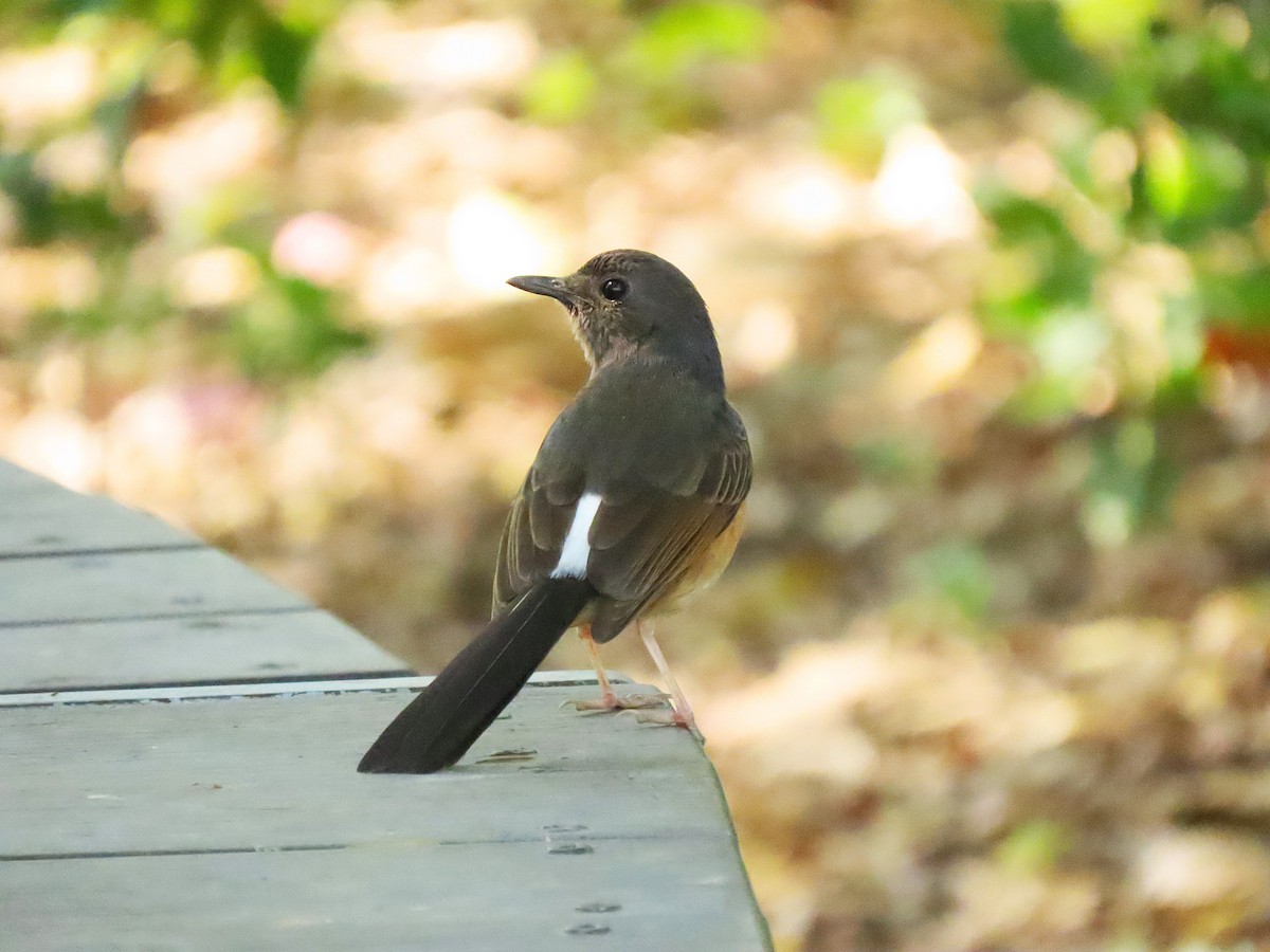 Shama à croupion blanc - ML631142989