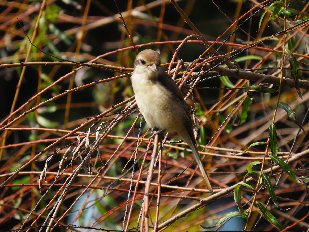 Pie-grièche brune - ML631142994