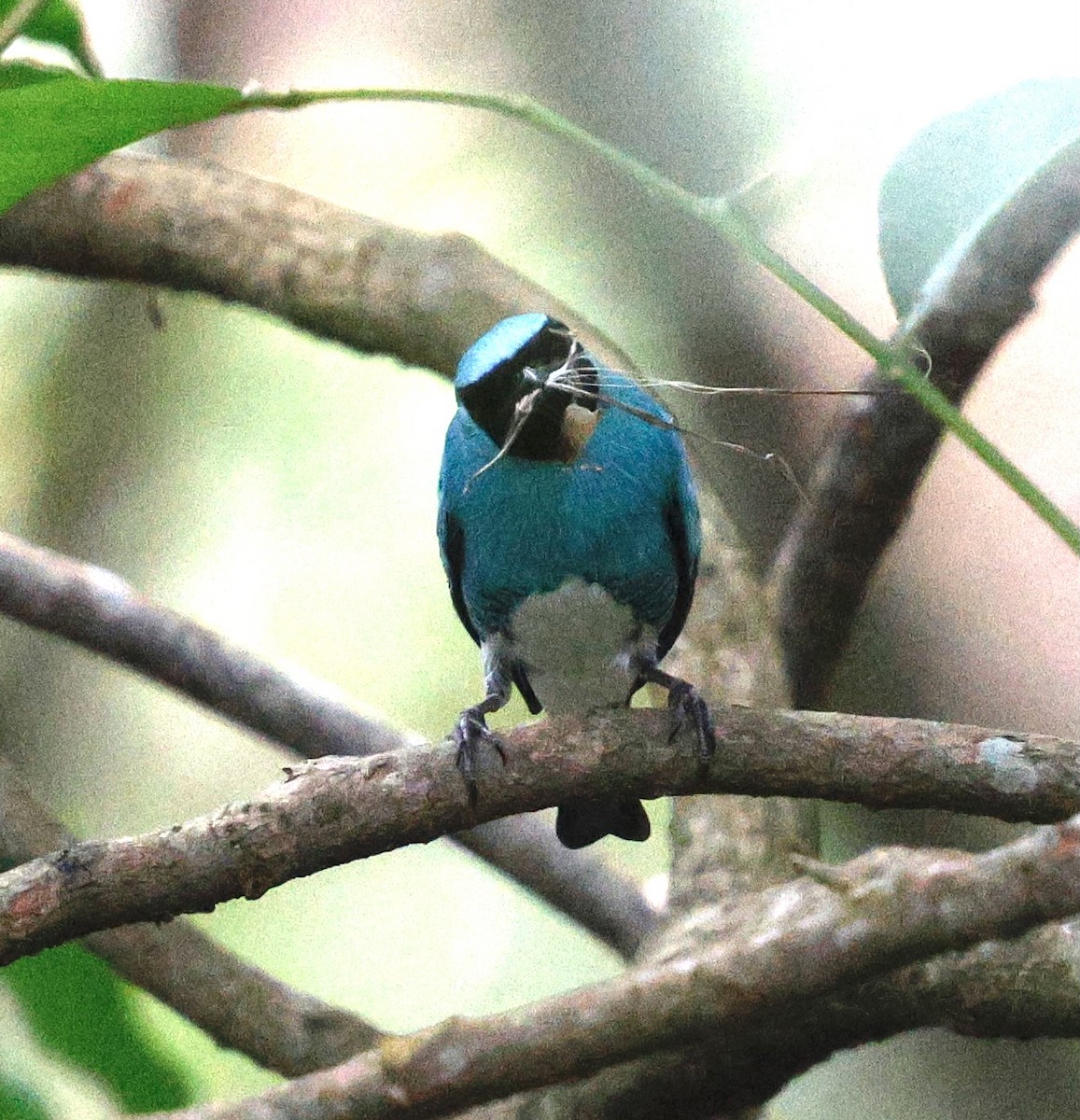 Swallow Tanager - ML631143321