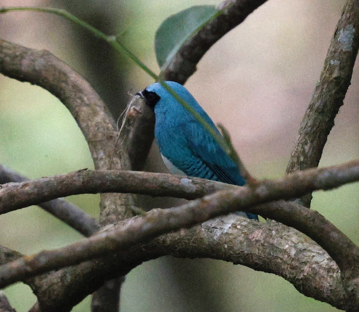 Swallow Tanager - ML631143322