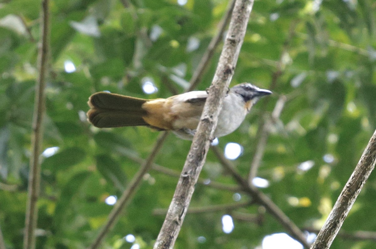 Buff-throated Saltator - ML631143345