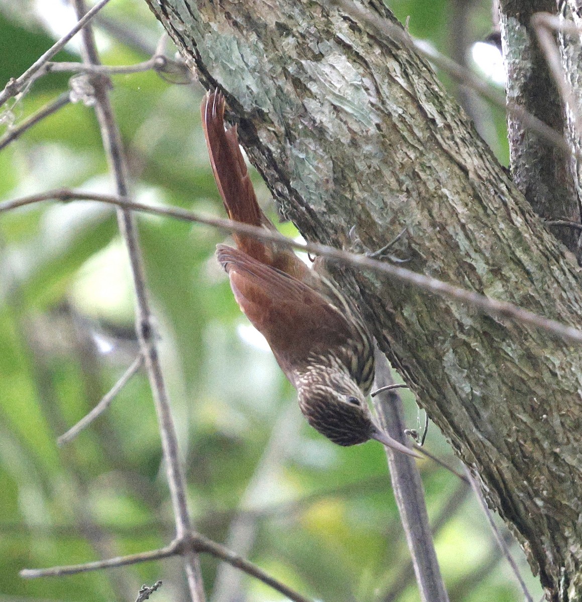 Streak-headed Woodcreeper - ML631143364