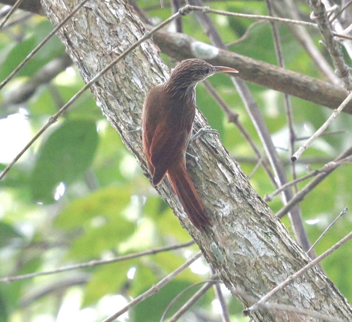 Streak-headed Woodcreeper - ML631143365