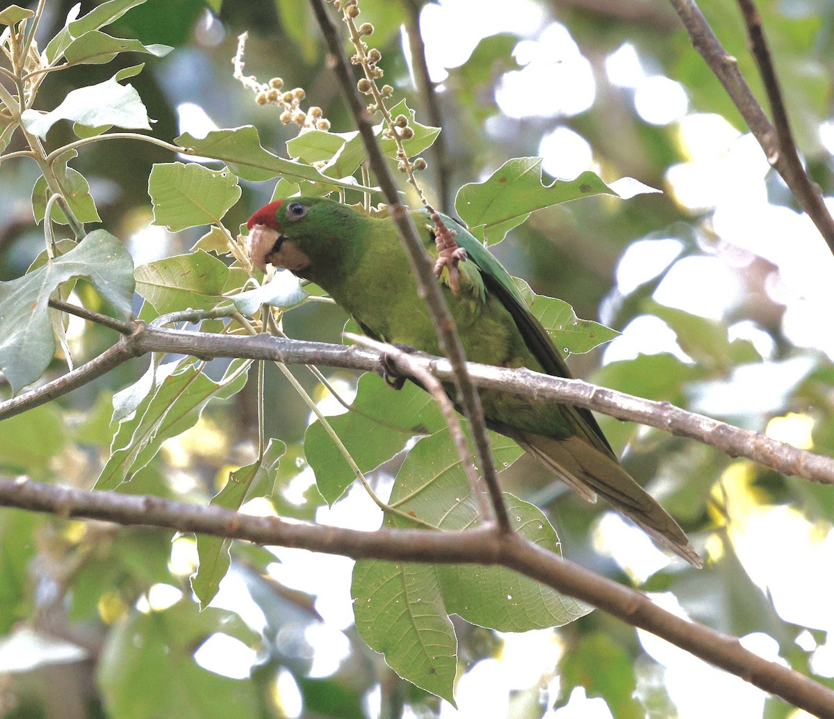 Scarlet-fronted Parakeet - ML631143376