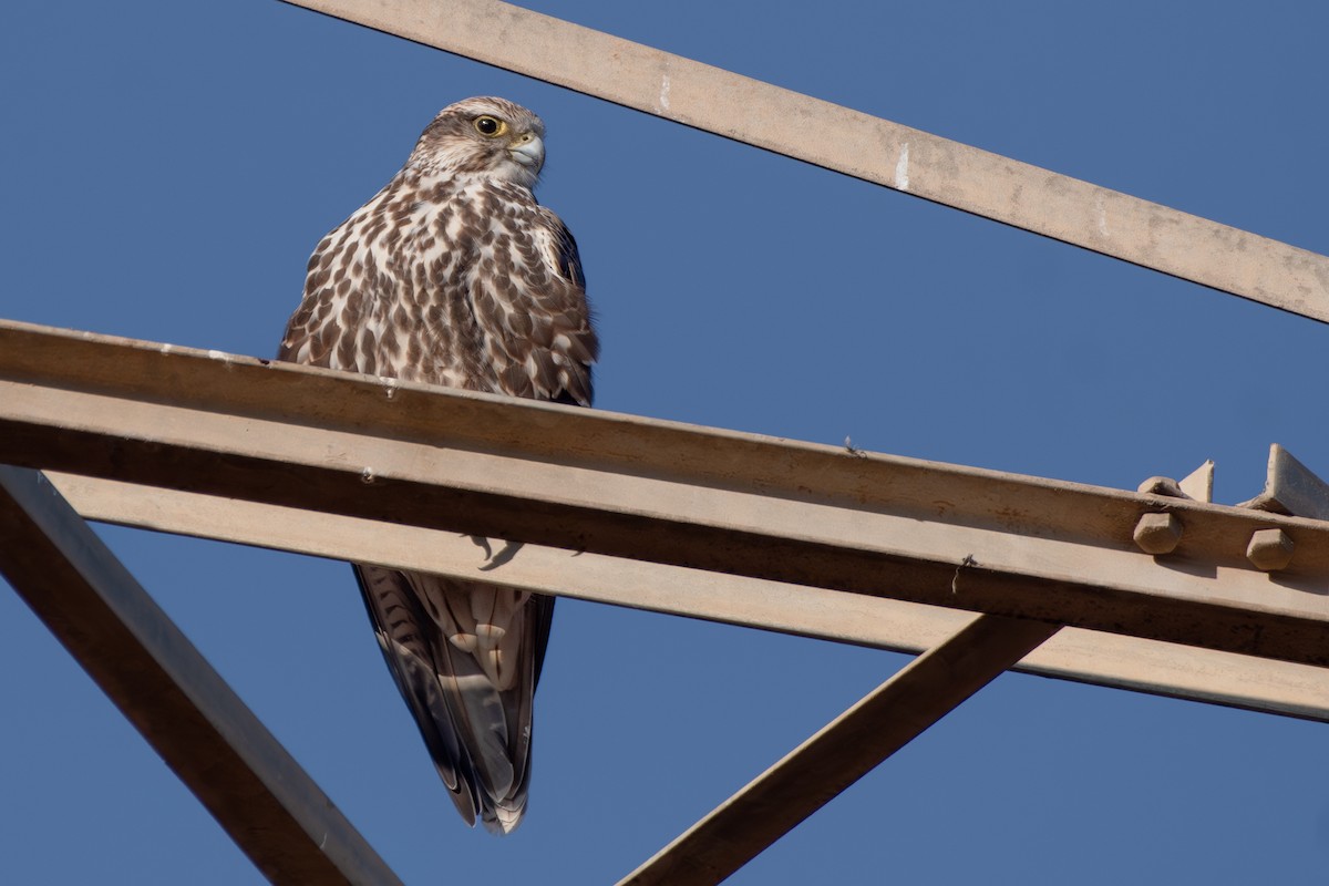 Saker Falcon - ML631143383