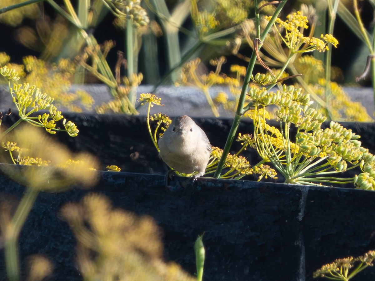 Lucy's Warbler - ML631143416
