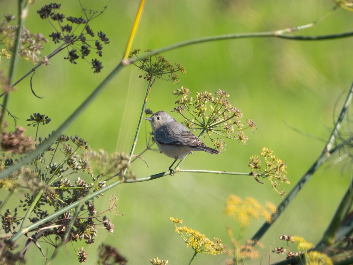 Lucy's Warbler - ML631143418
