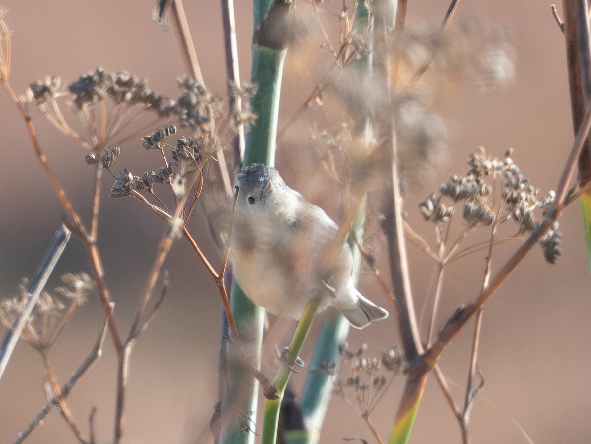 Lucy's Warbler - ML631143420