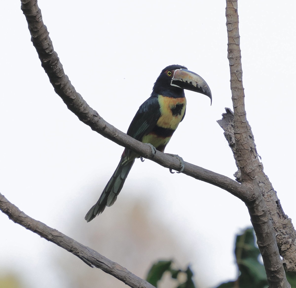 Collared Aracari - ML631143494