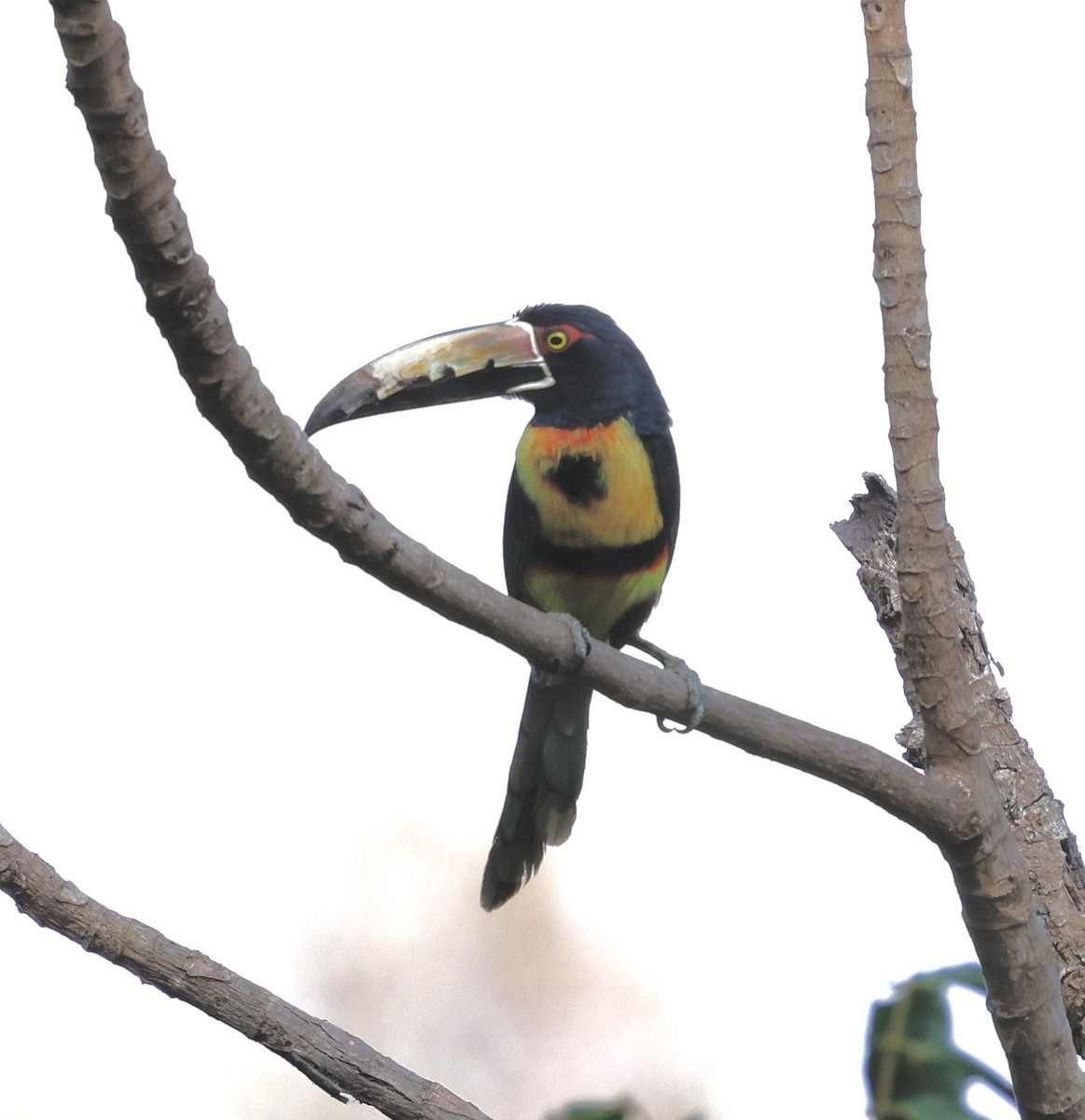 Collared Aracari - ML631143495