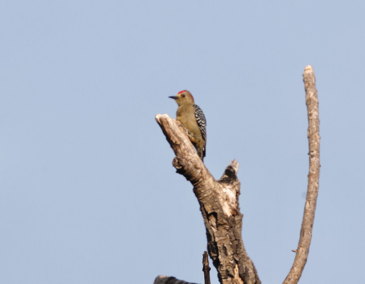 Red-crowned Woodpecker - ML631143503