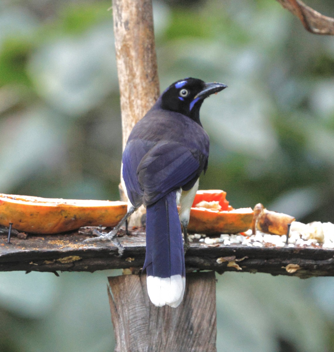 Black-chested Jay - ML631143521