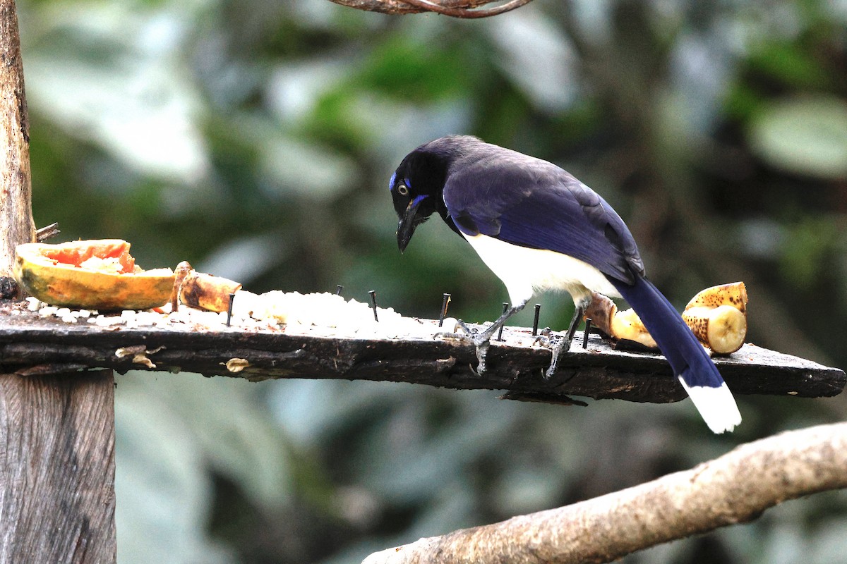 Black-chested Jay - ML631143522