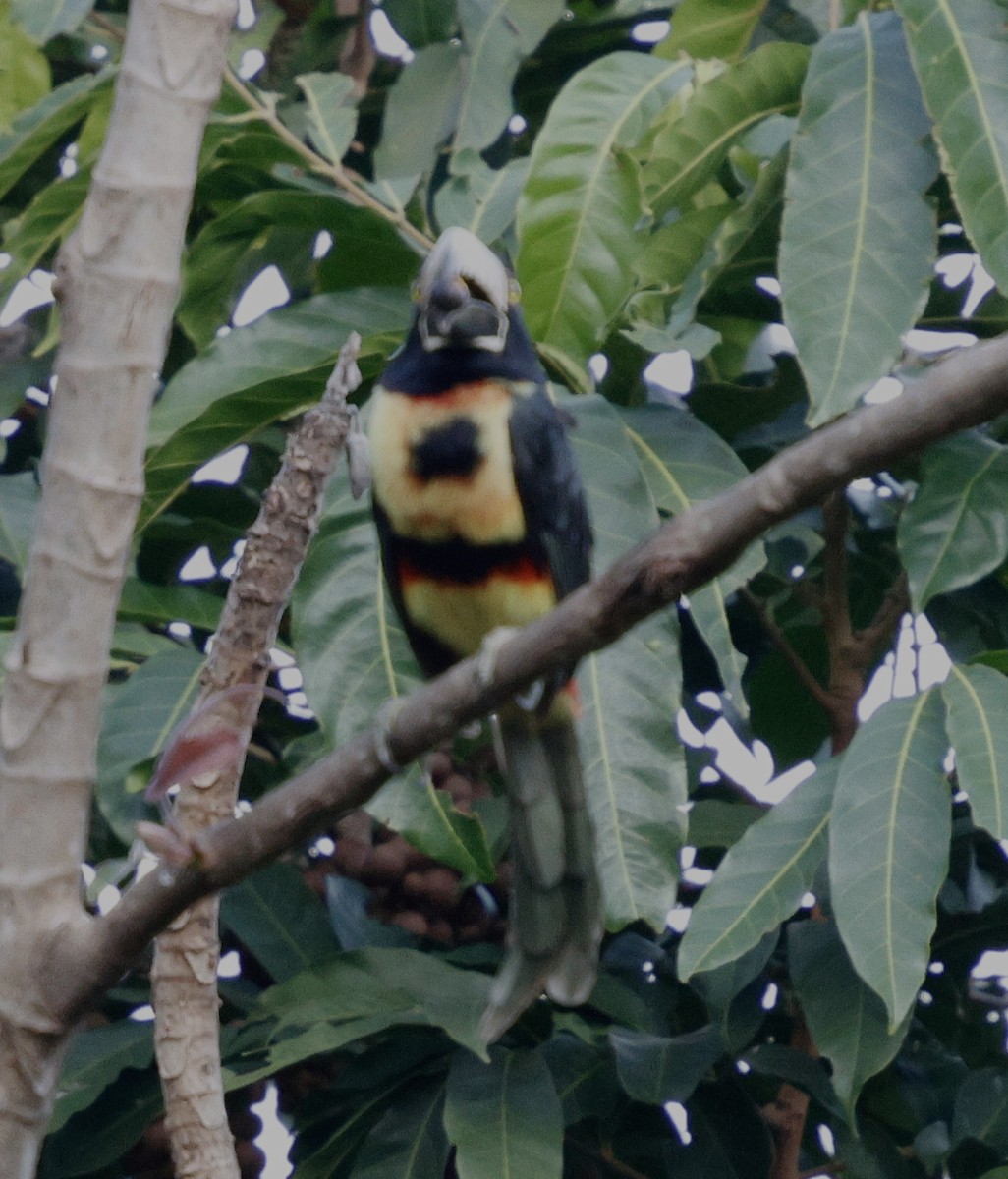 Collared Aracari - ML631143532