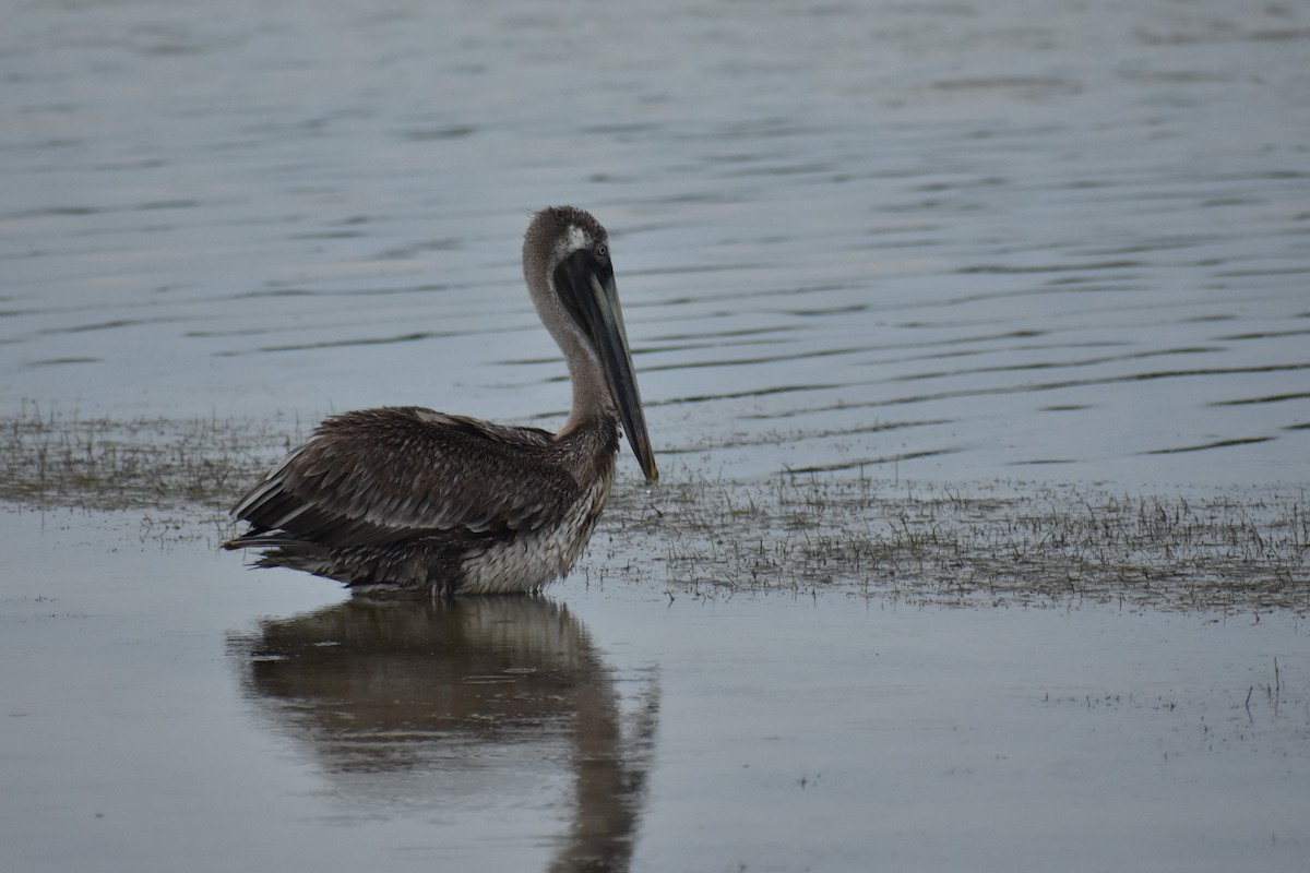 Brown Pelican - ML631143641