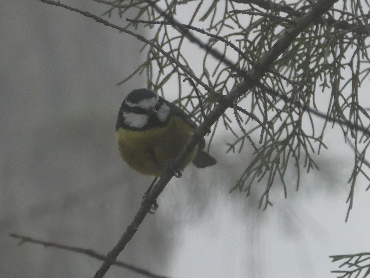 Mésange nord-africaine - ML631143671