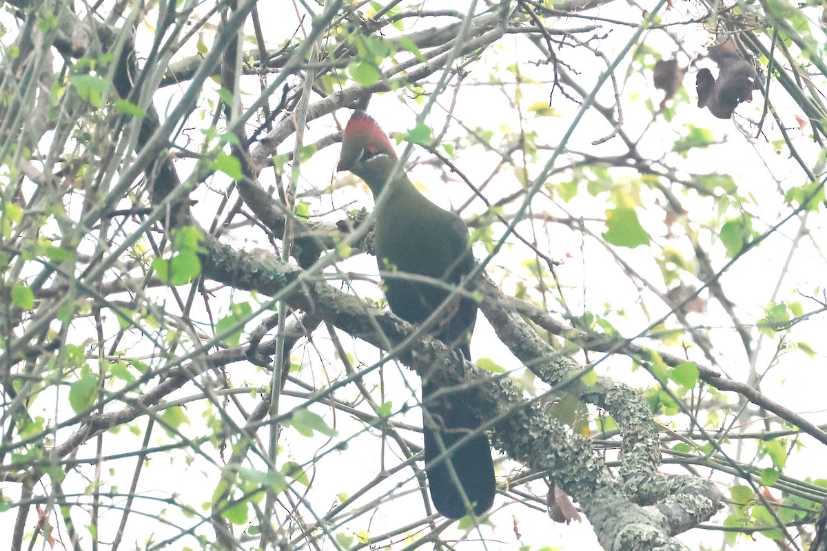 Fischer's Turaco - ML631143832