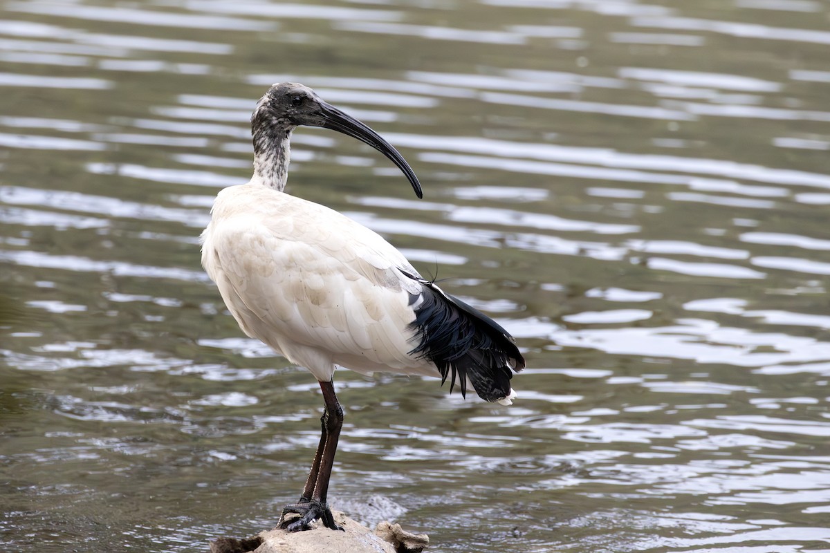Australian Ibis - ML631143840