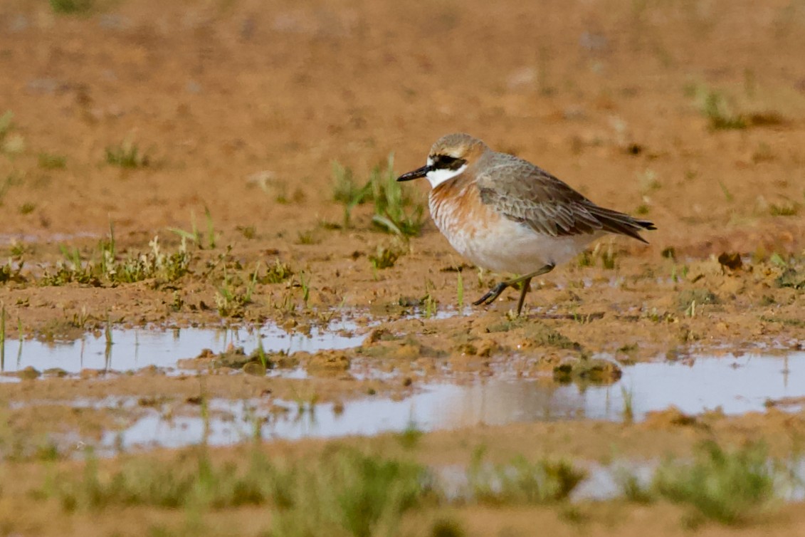 Greater Sand-Plover - ML631143868