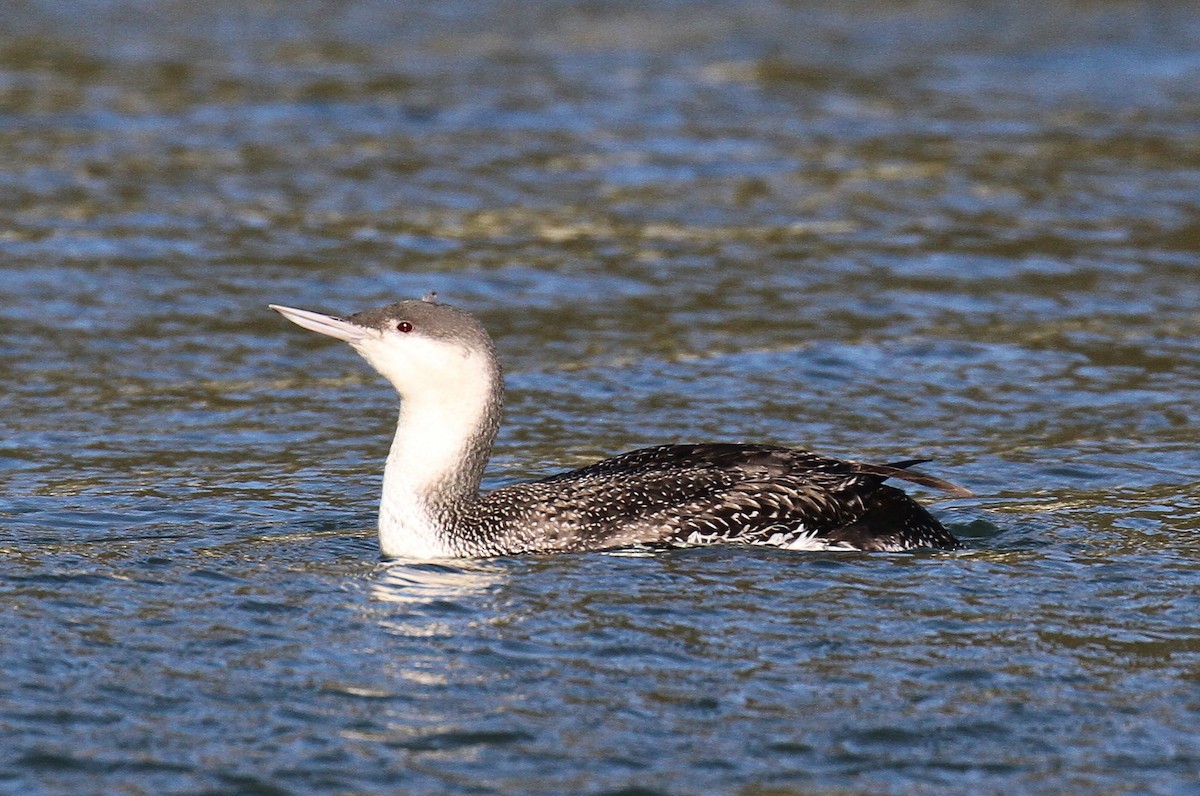 Red-throated Loon - ML631143985