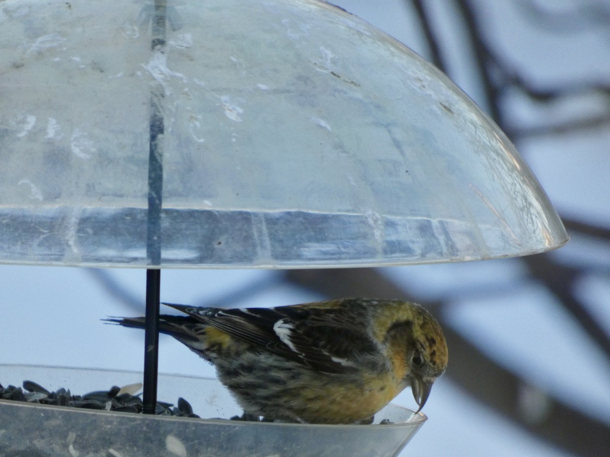 Crociere fasciato - ML631144137