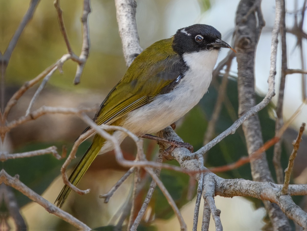 Gilbert's Honeyeater - ML631144184