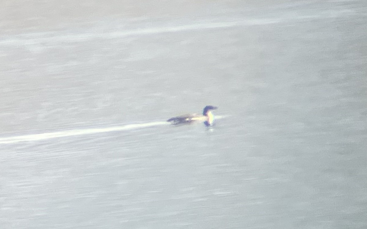 potáplice lední - ML631144485