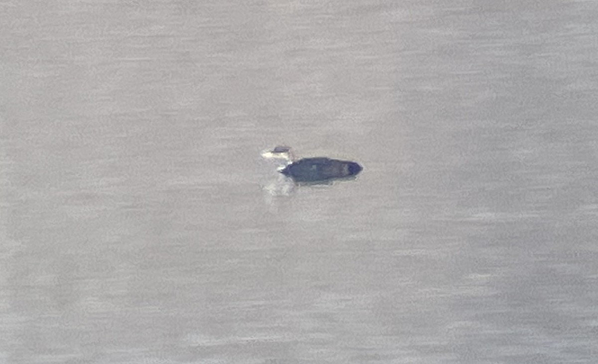 potáplice lední - ML631144488