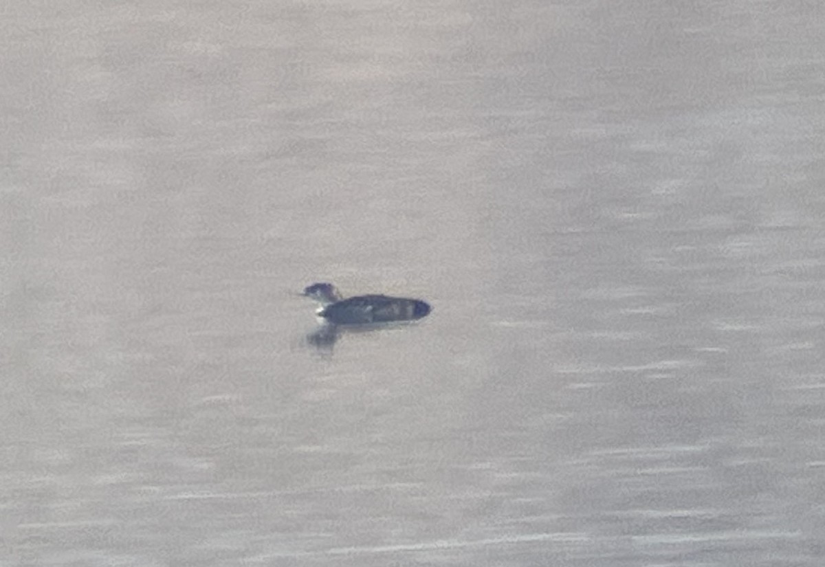 potáplice lední - ML631144490