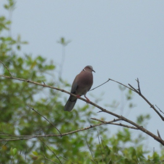 Sunda Collared-Dove - ML631144574