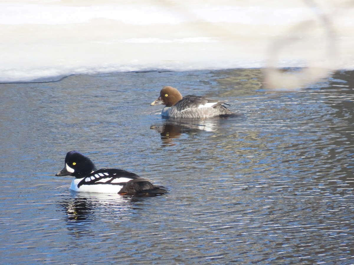 Barrow's Goldeneye - ML631144784