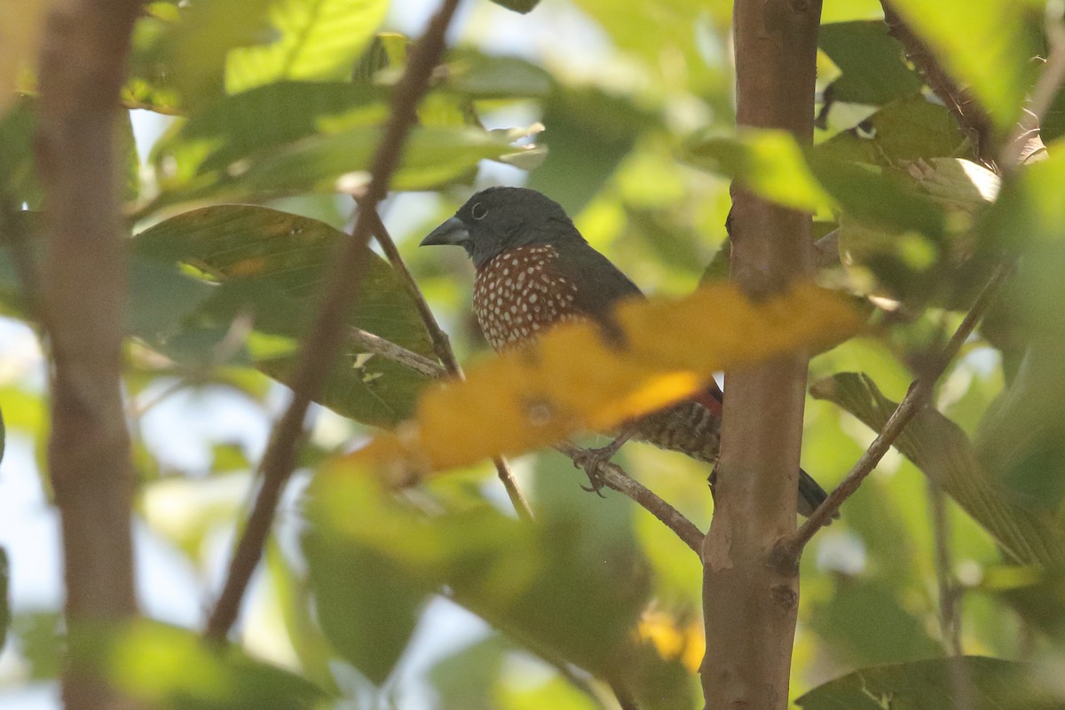 Brown Twinspot - ML631144805