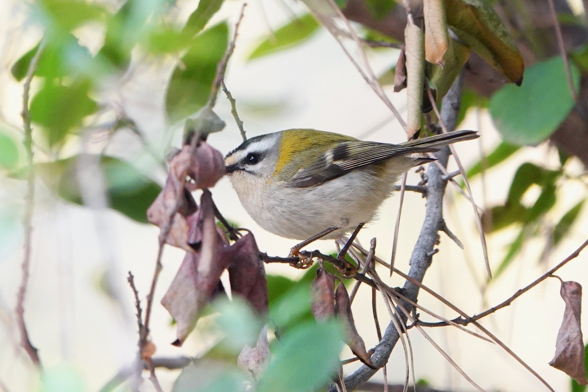 Common Firecrest - ML631144843