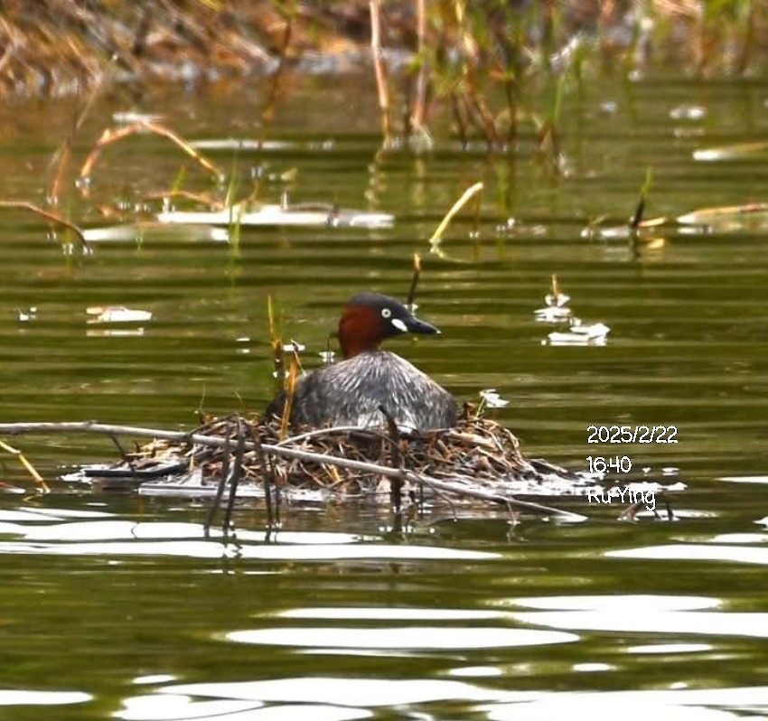Little Grebe - ML631144892