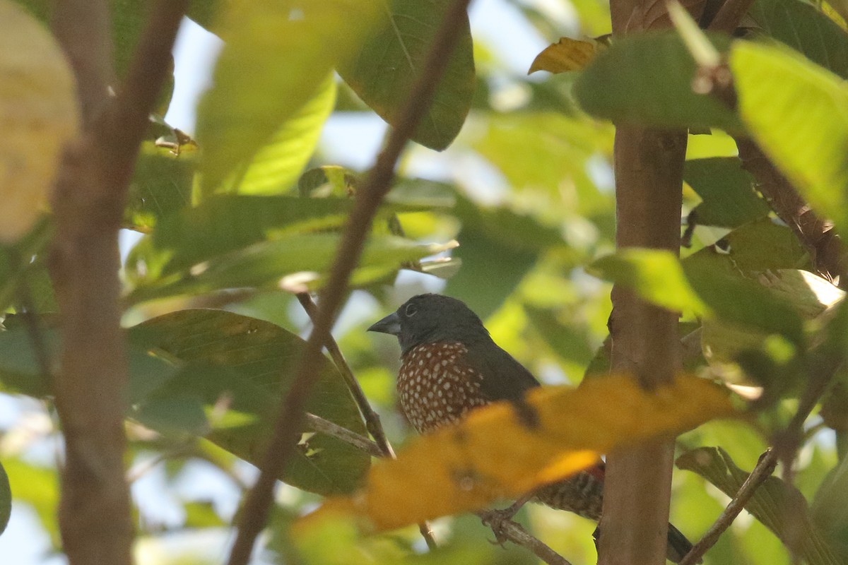 Brown Twinspot - ML631144936