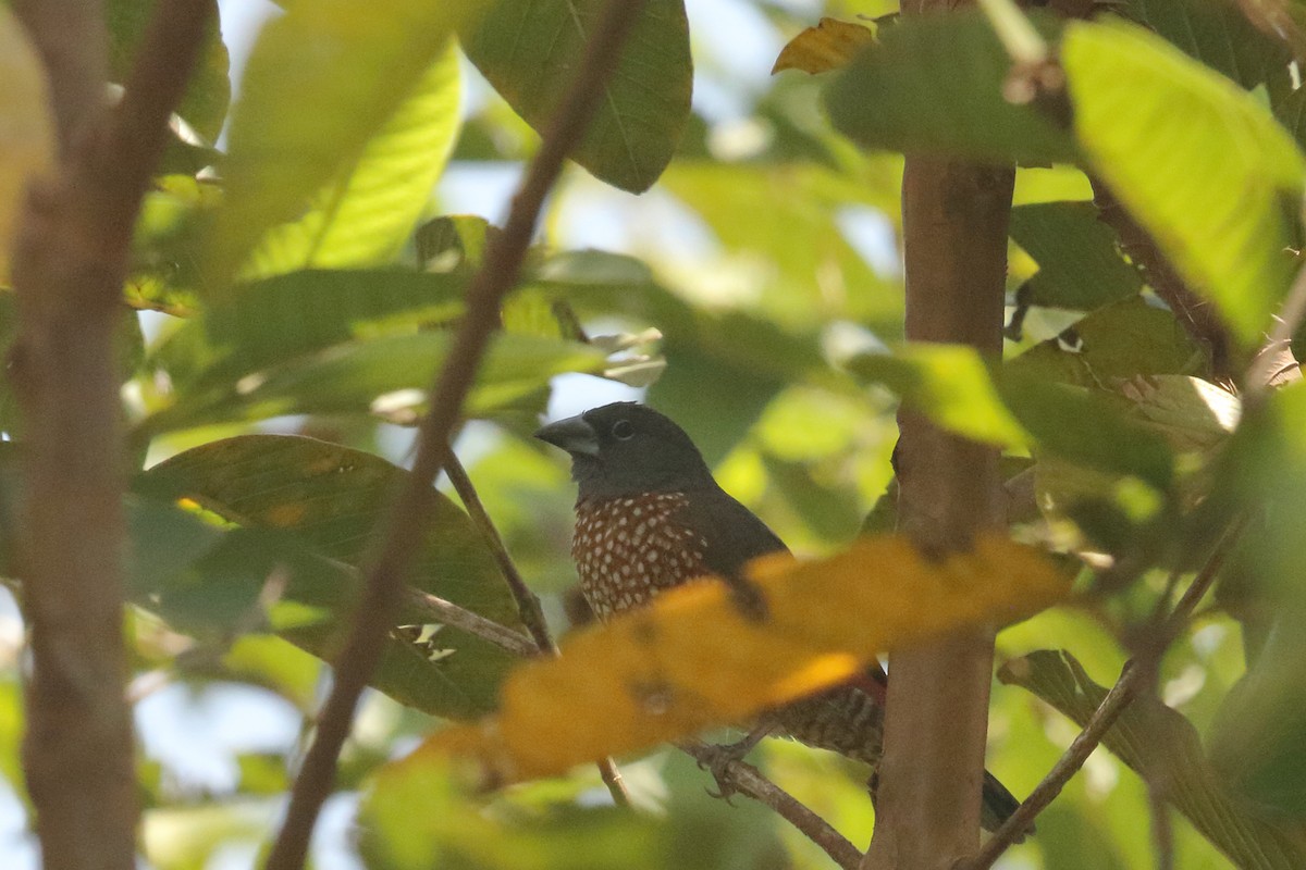 Brown Twinspot - ML631144938