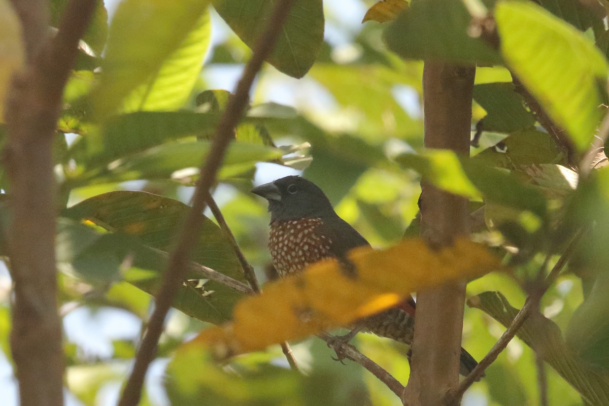 Brown Twinspot - ML631144939
